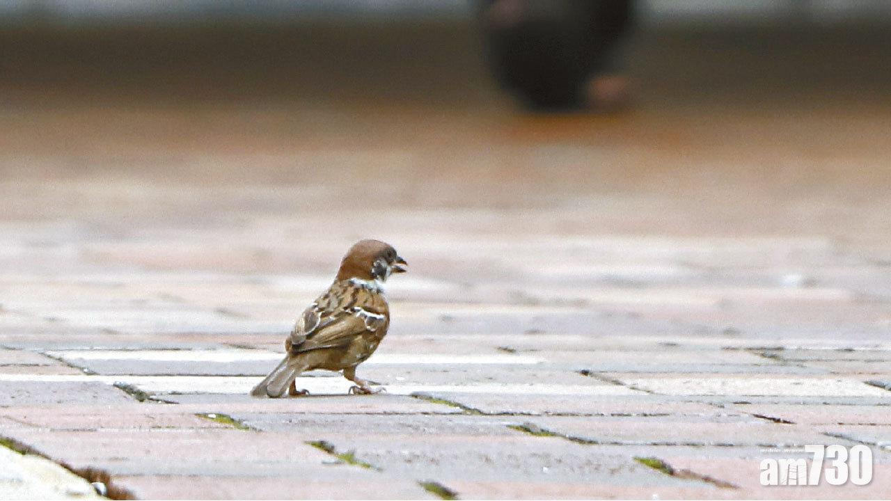 今年天氣雨水多 麻雀數量回升