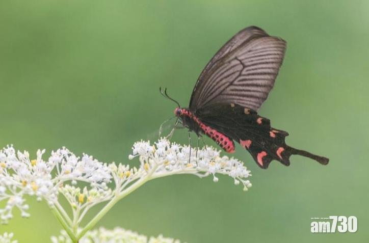 非常罕見麝鳯蝶首現鳯園   何解？