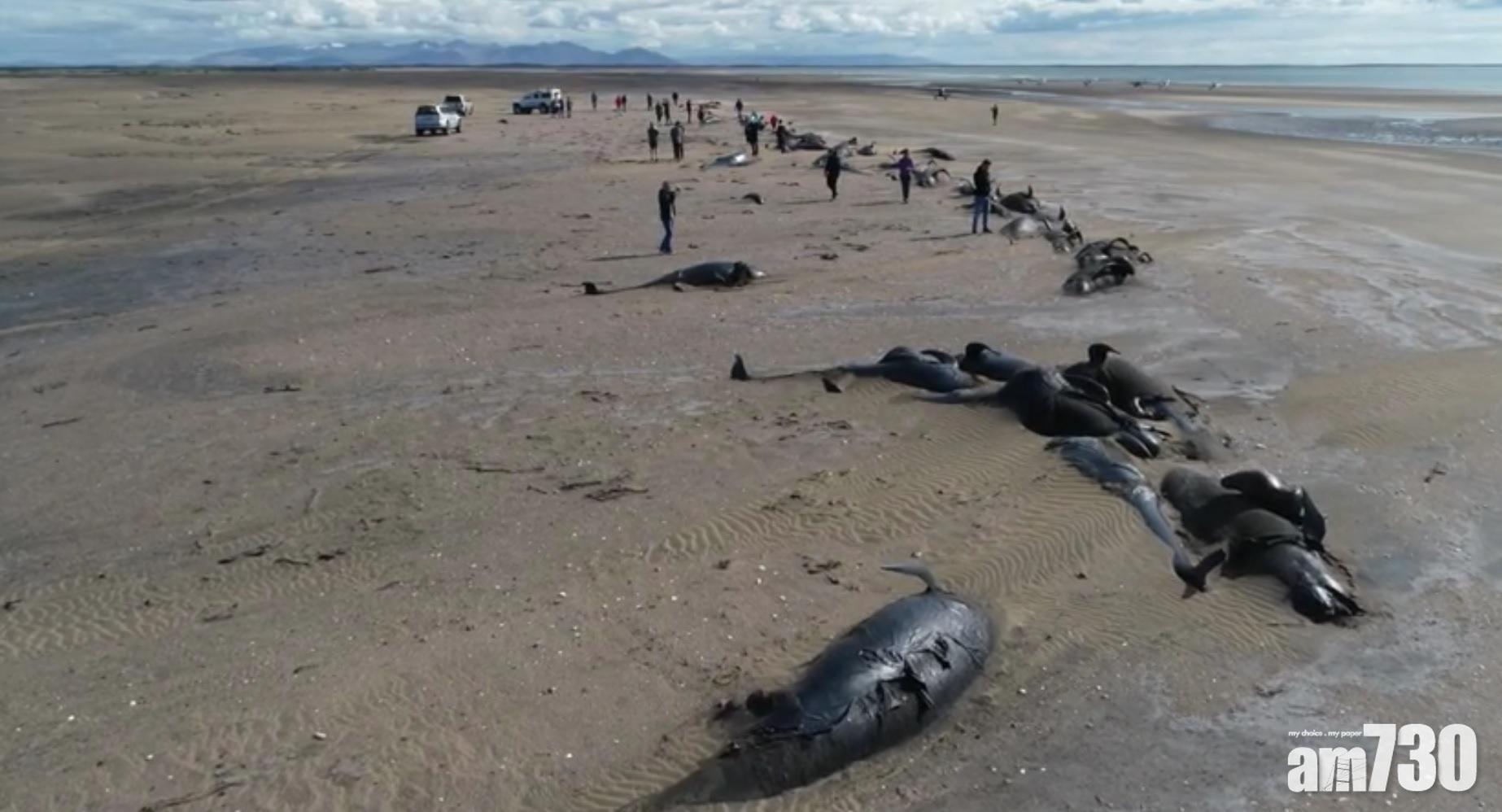 【離奇】50領航鯨冰島海灘擱淺死亡