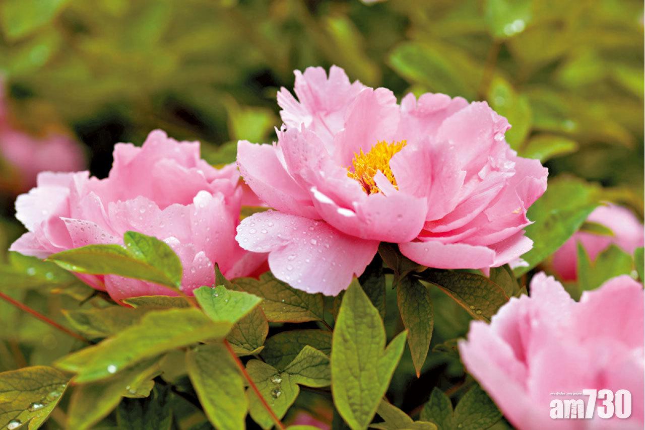 國花網上公投 牡丹大熱勝出