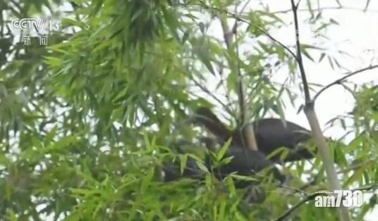 【一度絕跡】彩䴉首於中國自然繁殖4幼鳥
