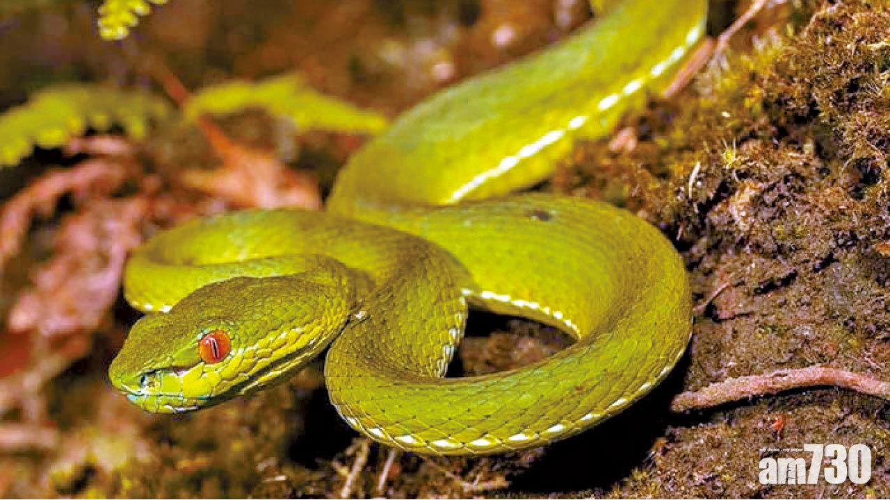 夏天蛇活躍 深圳本月逾百人被蛇咬