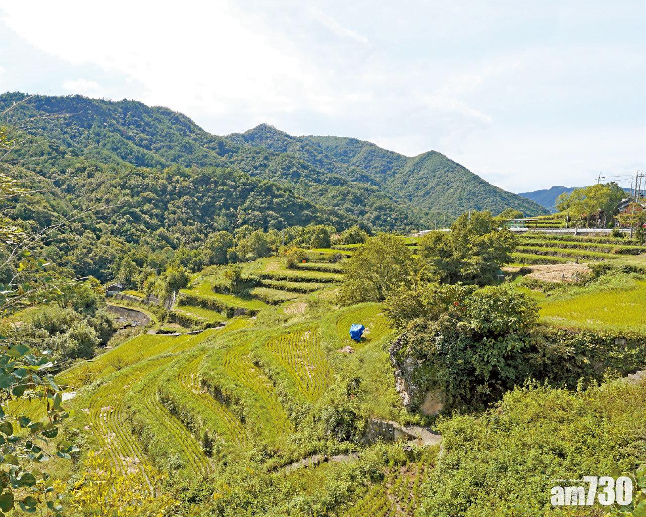 小豆島 千年梯田絕景