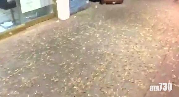 【密集恐懼】拉斯維加斯遭蚱蜢攻陷  鋪滿地面滿天飛 (有片)