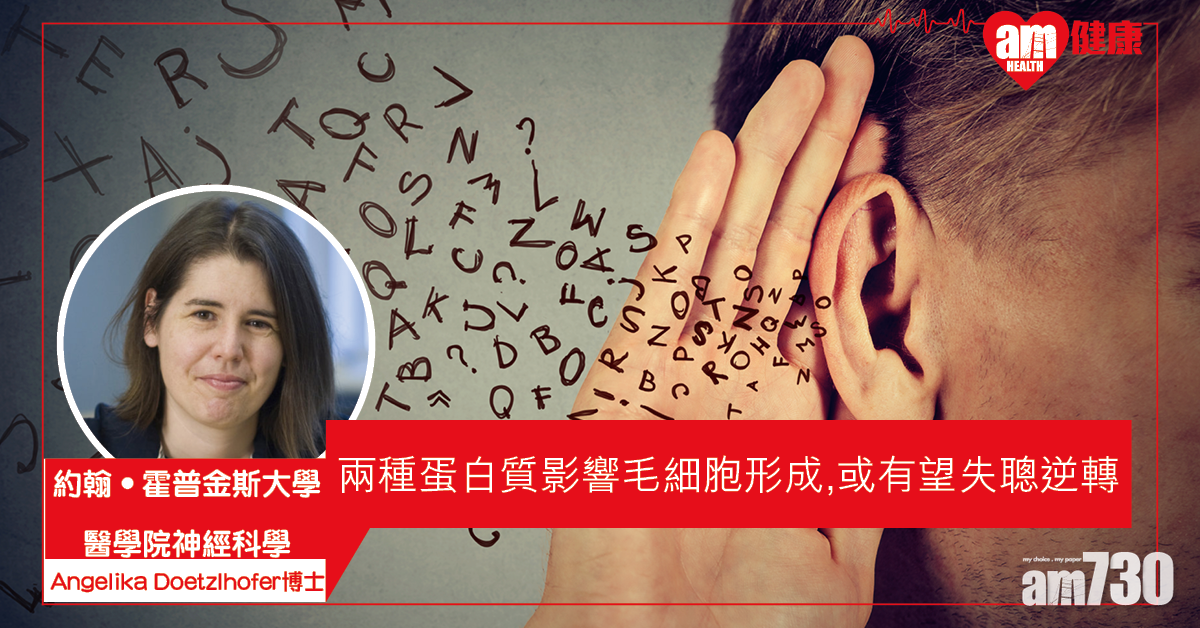 【恢復聽覺】發現兩種蛋白質影響毛細胞形成 或有望將失聰逆轉