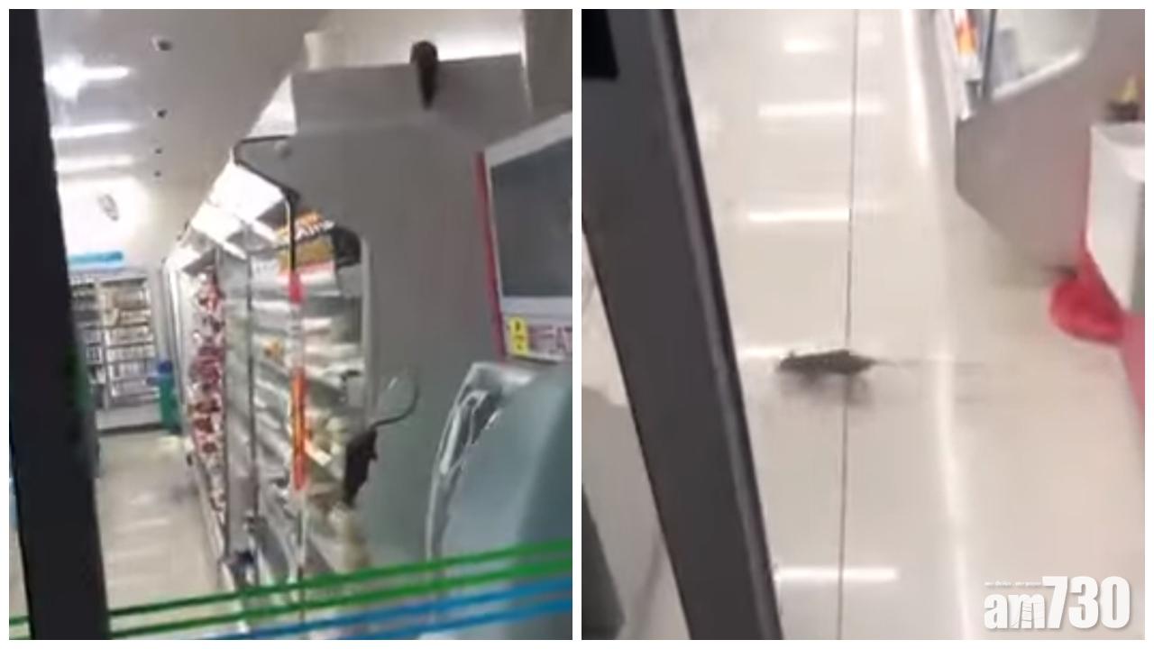 【有片】日本便利店6鼠「光顧」　影片瘋傳店方關店道歉