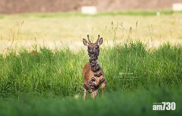 【心痛】鹿仔感染HPV 滿身腫瘤慘不忍睹