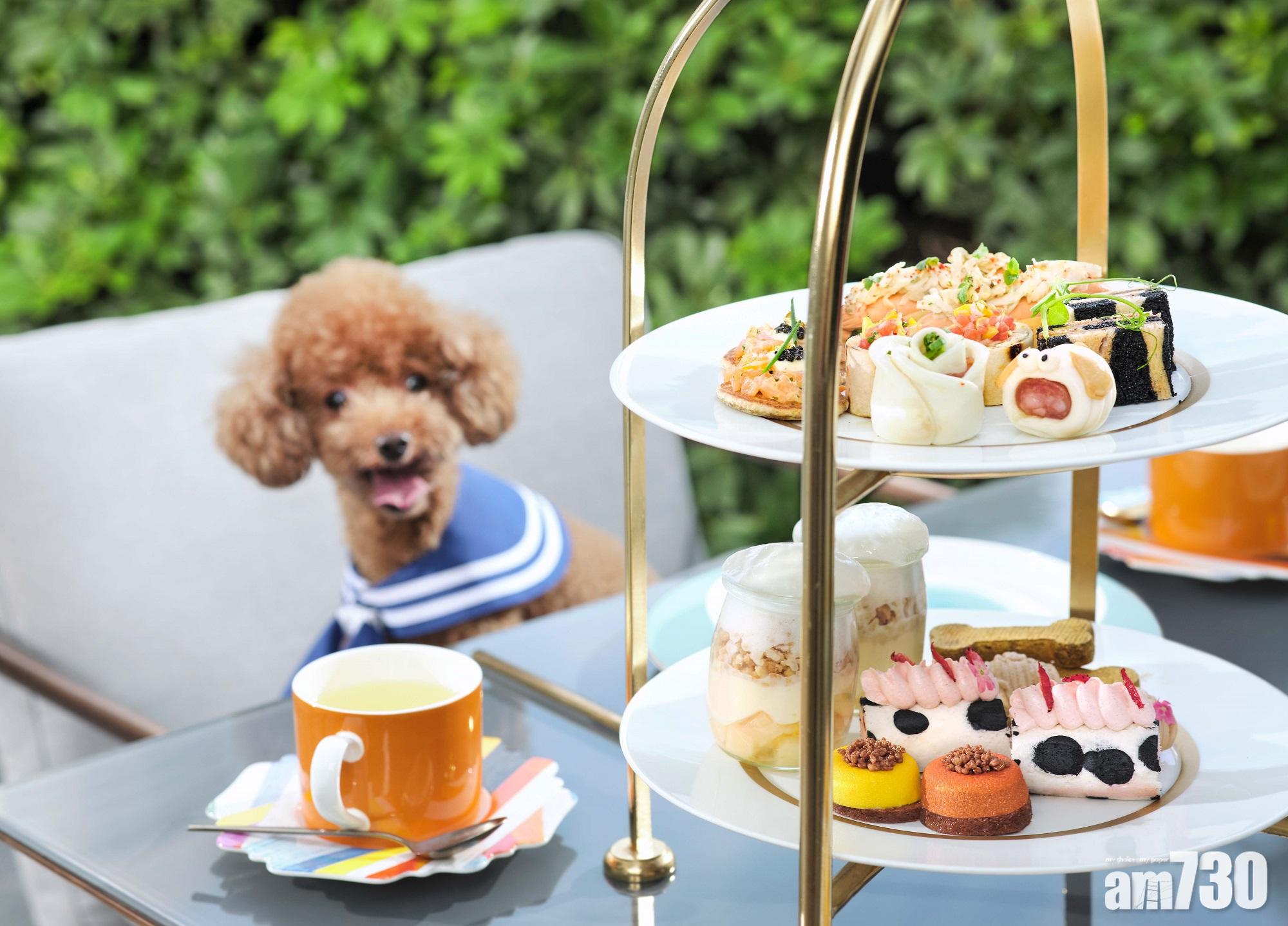 汪星人：我都有tea食？