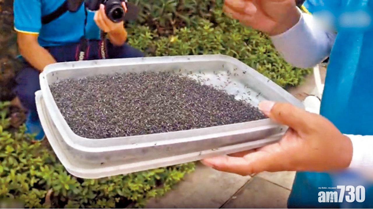 細菌加放射線 白紋伊蚊完全絕育
