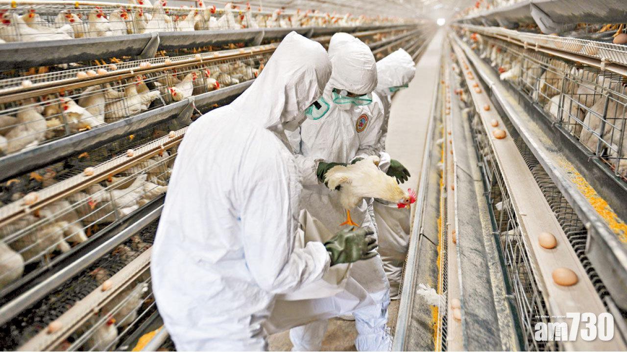 北京59歲婦 染H5N6命危