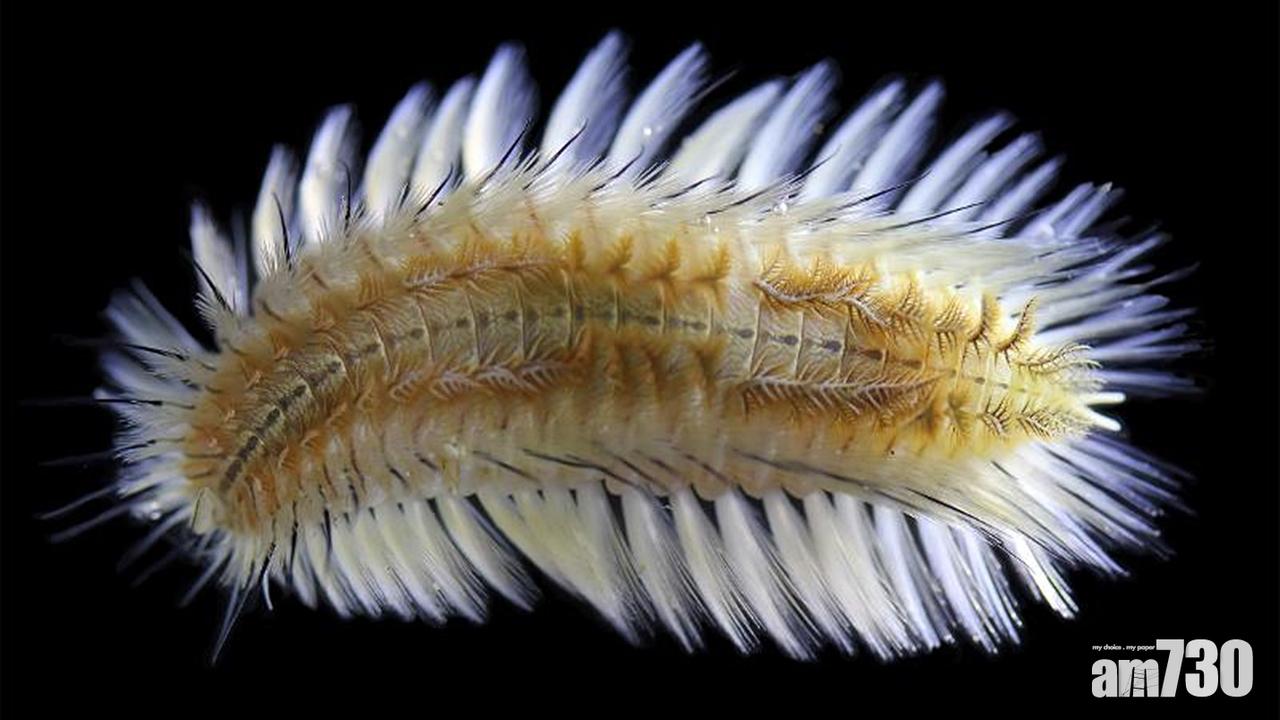 本港水域發現新品種海毛蟲命名「雙斑海毛蟲」