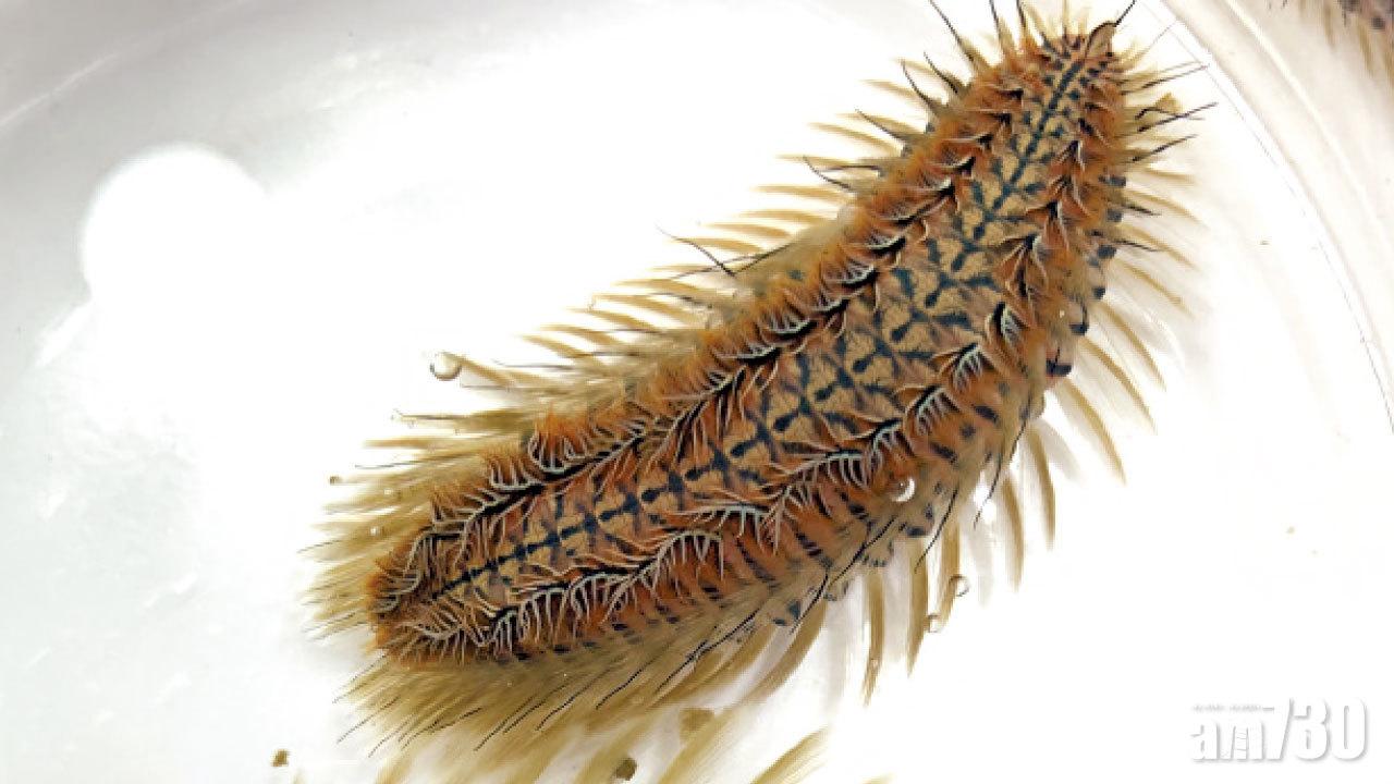 浸大團隊發現新海毛蟲 命名雙斑海毛蟲料屬全球第28種