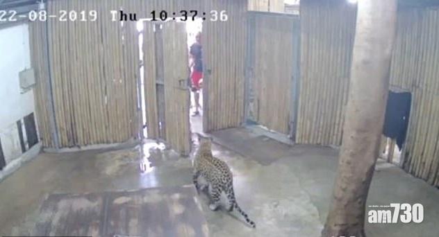 【遊動物園注意】祖父開錯門  2歲男孫慘被花豹撲倒咬傷面(有片)