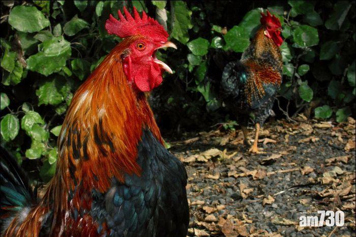 【奪命雞】老婦失血過多亡  原因竟是遭雞啄　