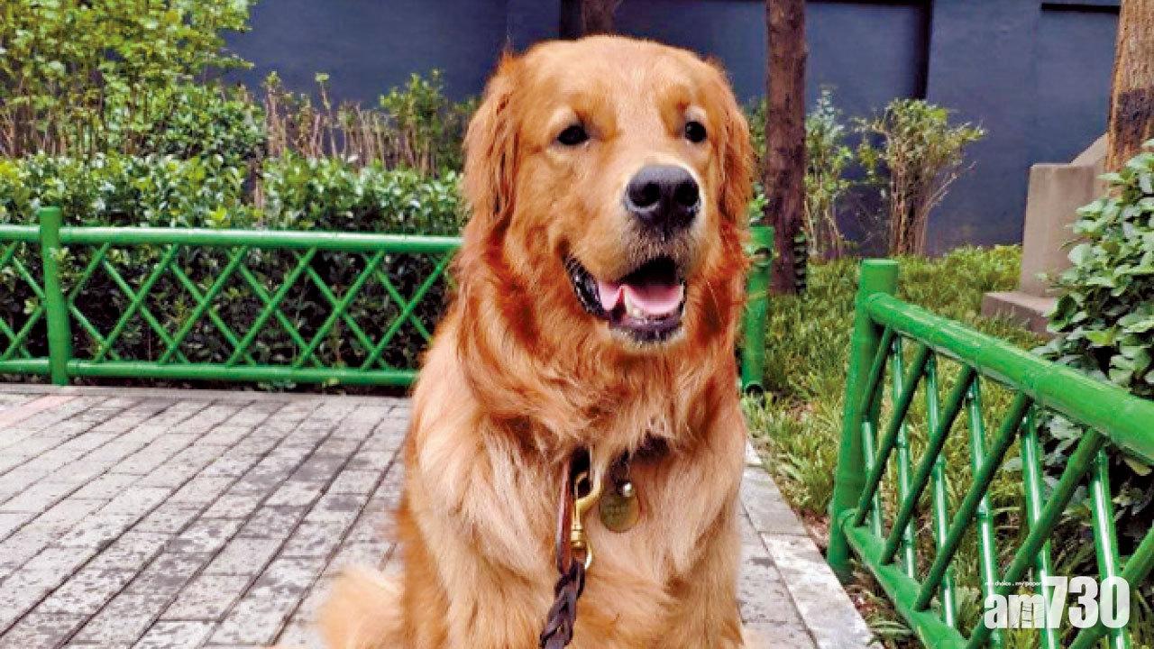 放狗不牽繩 廣州兩月罰730人