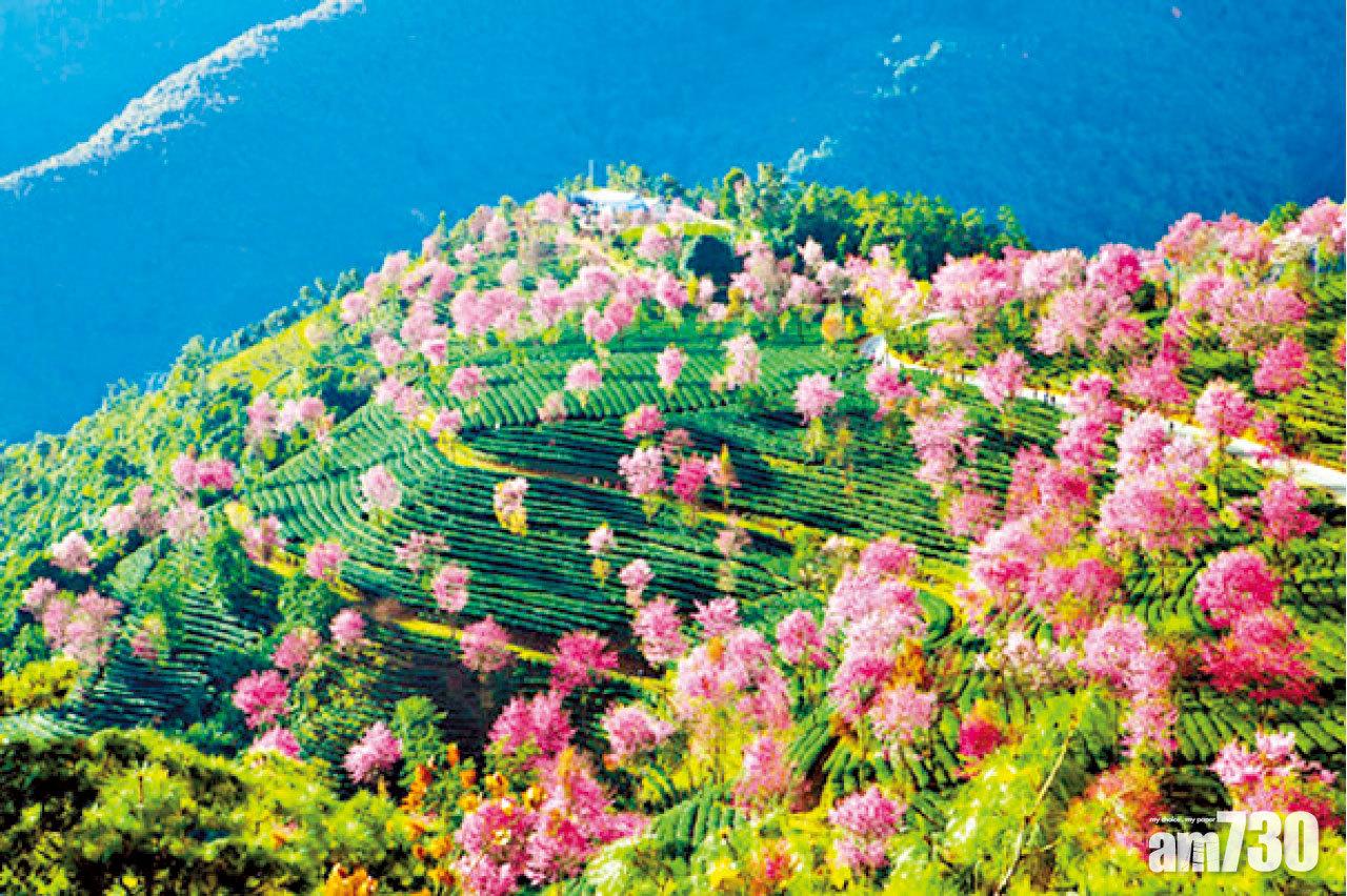 現代中國旅行社 大理無量山冬櫻花之旅8天團  