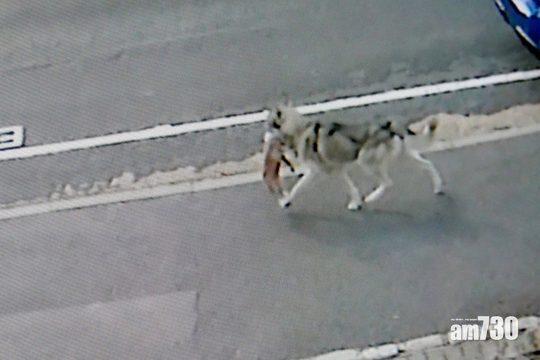 【惡犬搬屍】雪橇狗咬死芝娃娃  仲叼住屍體四圍走