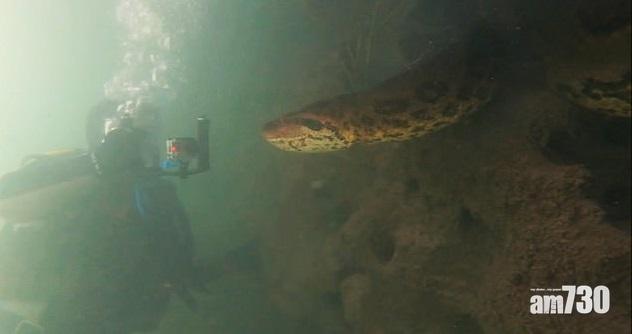 【驚喎】巴西巨蛇水底暢游  好奇伸脷舔鏡頭 (有片)