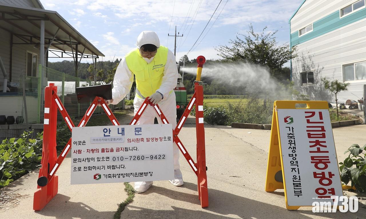 【非洲豬瘟】南韓發現首宗病例  將撲殺近4千隻豬