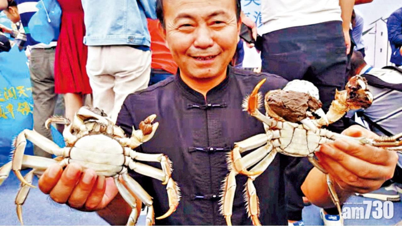品質近7年最佳 陽澄湖大閘蟹開捕