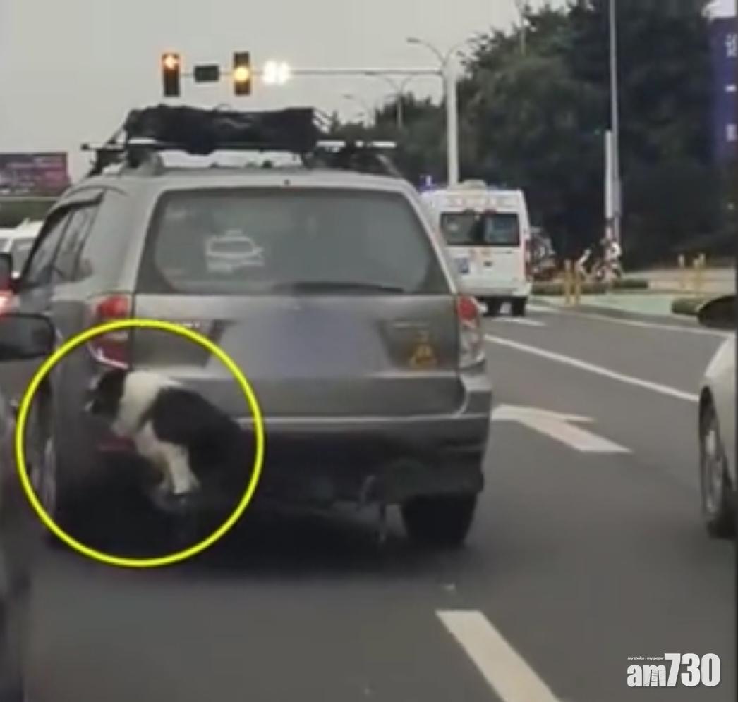 怕甩毛弄髒車廂 川狗主將狗綁車尾