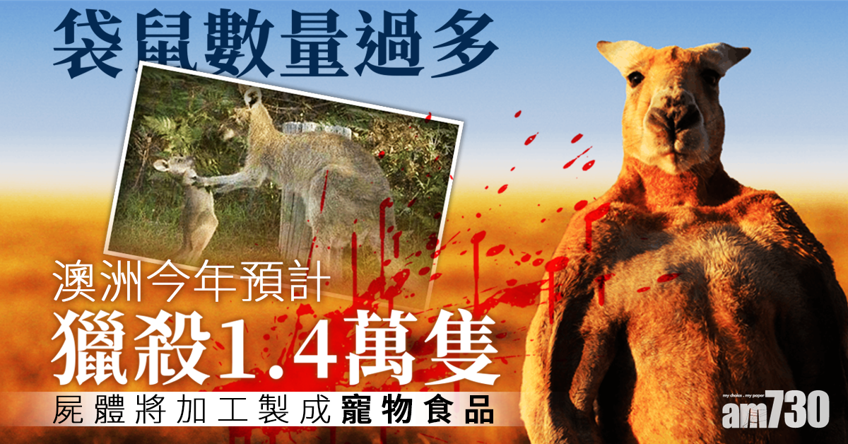 袋鼠數量過多製寵物食品 澳洲今年預計獵殺1.4萬隻