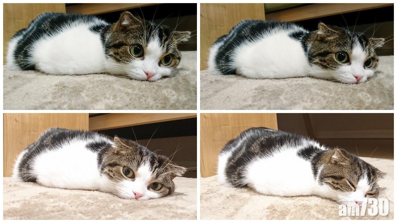 【超得意】日本萌爆「液體貓」