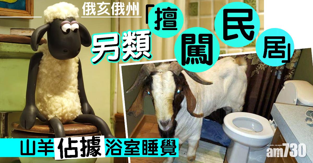 俄亥俄州另類「擅闖民居」 山羊浴室睡覺