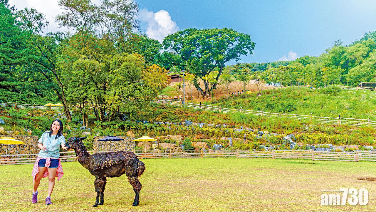 與草泥馬拍拖散步  刺激飛車挑戰速度