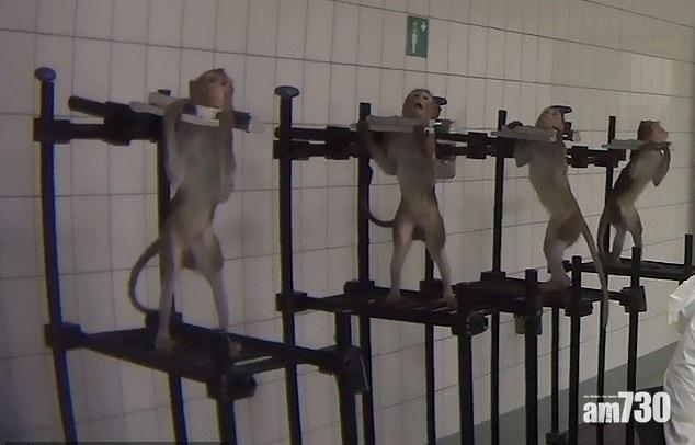 【殘酷】德恐怖實驗室 猴子鎖頸貓狗流血自生自滅