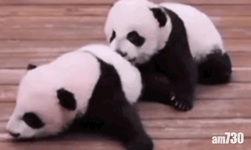 100萬包養一世 兼幫大熊貓寶寶改名