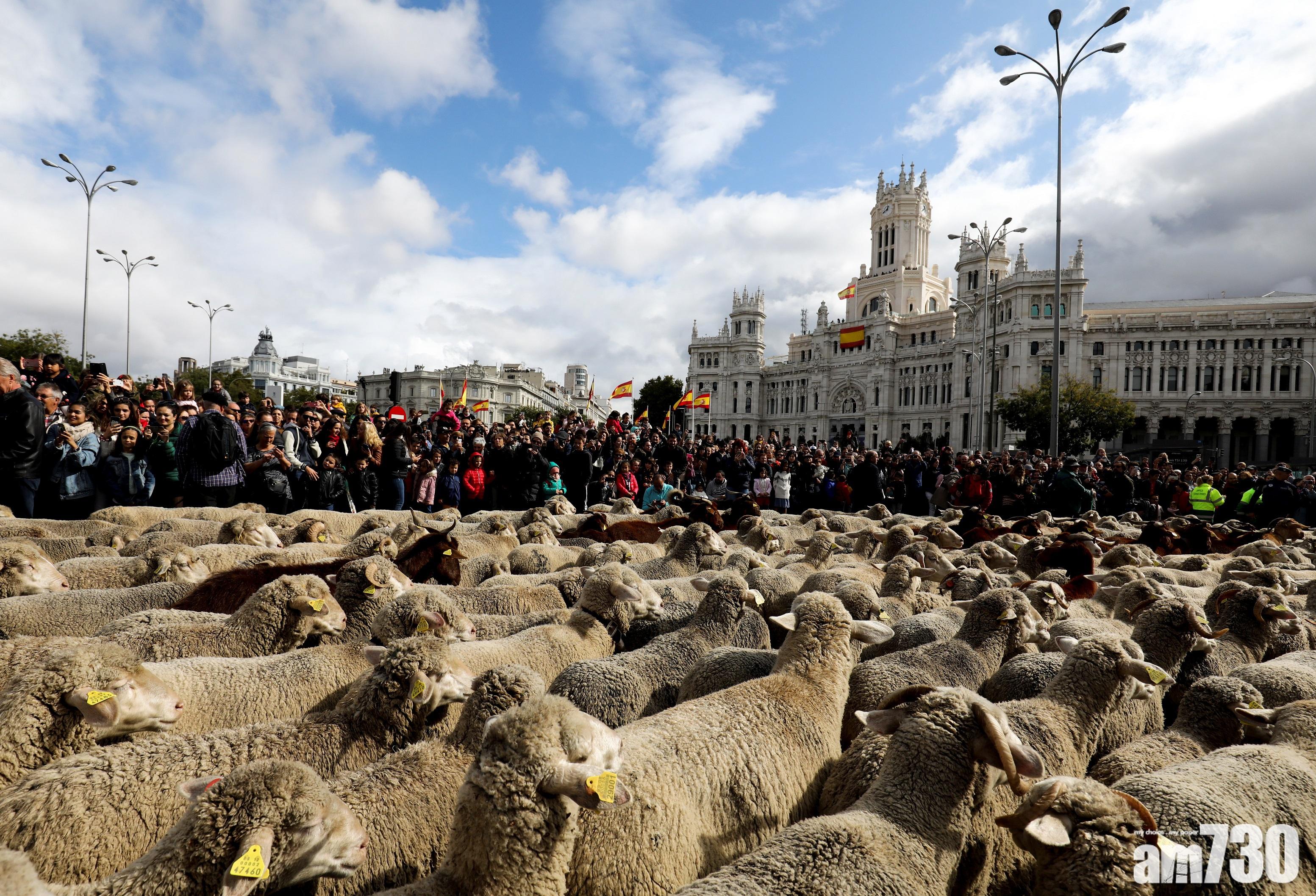 【大遷徙】西班牙年度「遷徙放牧節」 2000羊群穿越馬德里市中心