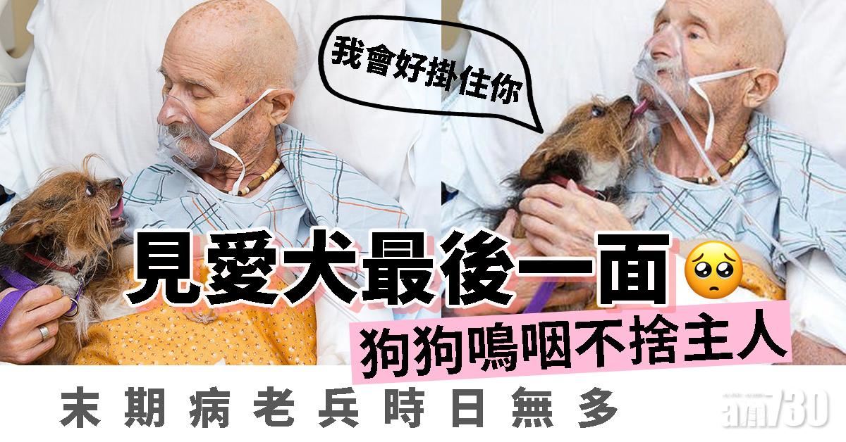 【揪心】末期病老兵見愛犬最後一面  狗狗嗚咽不捨主人