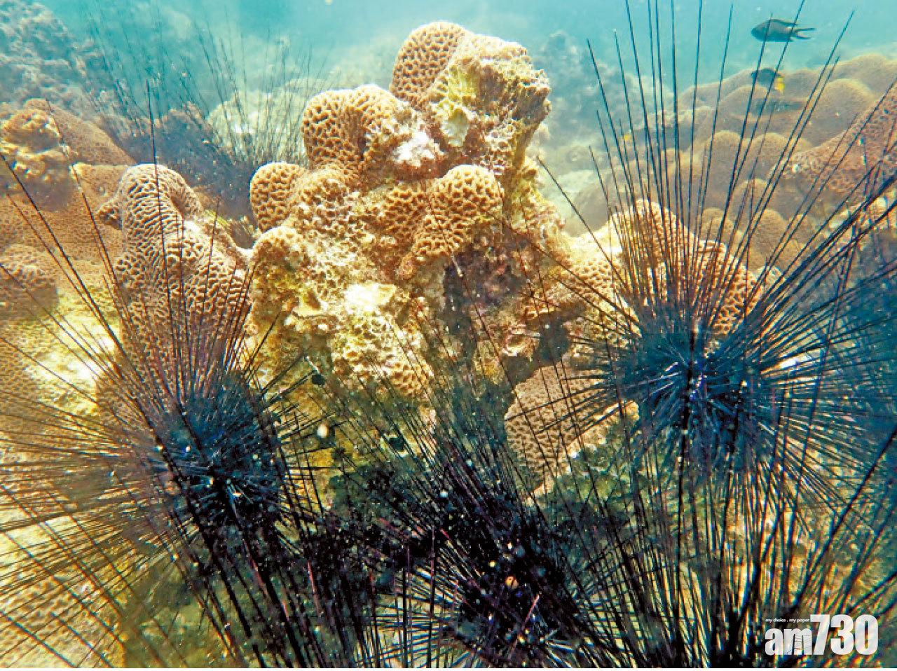 香港海域6處珊瑚白化 西貢白蠟仔逾五成七