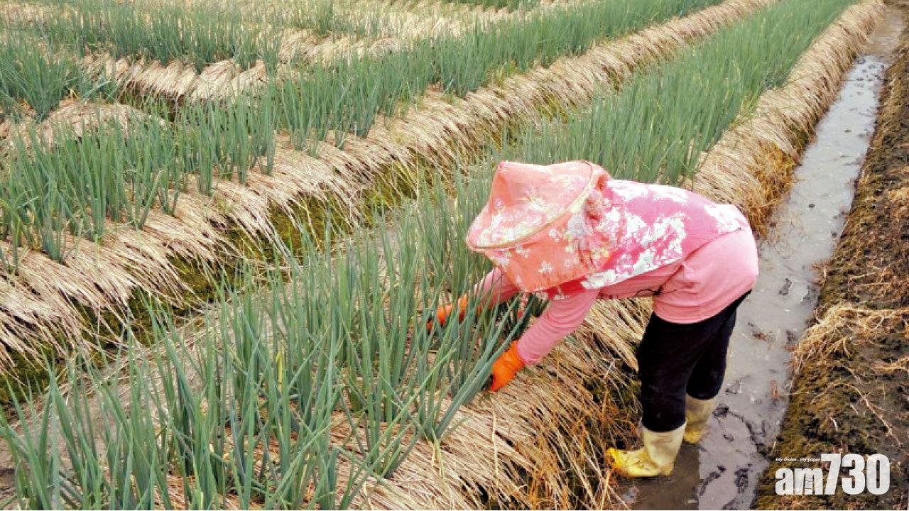 555公斤價值3.6萬 宜蘭2賊偷三星蔥賤賣