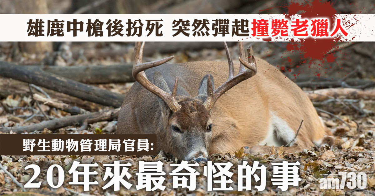 【逆襲】雄鹿中槍後詐死 突然彈起撞斃六旬獵人