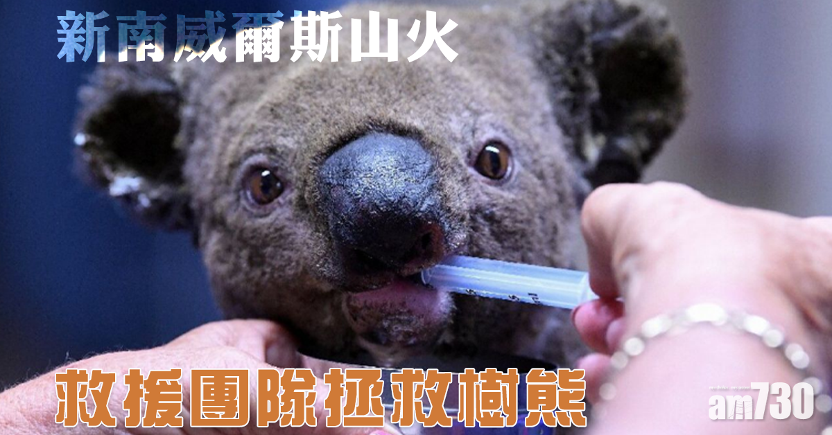 山火燒毀棲息地　樹熊「蜷成小球」獲救