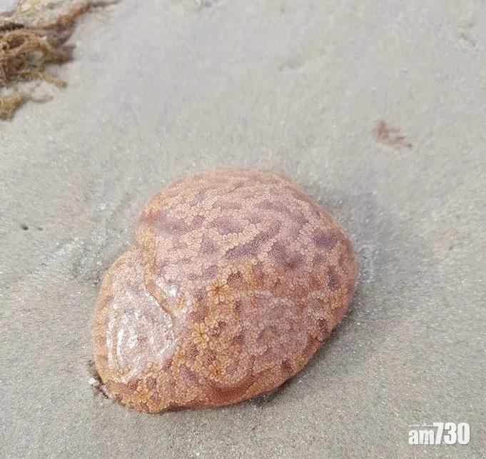 【不明生物】澳沙灘驚現「大腦」 觸摸後會麻痺