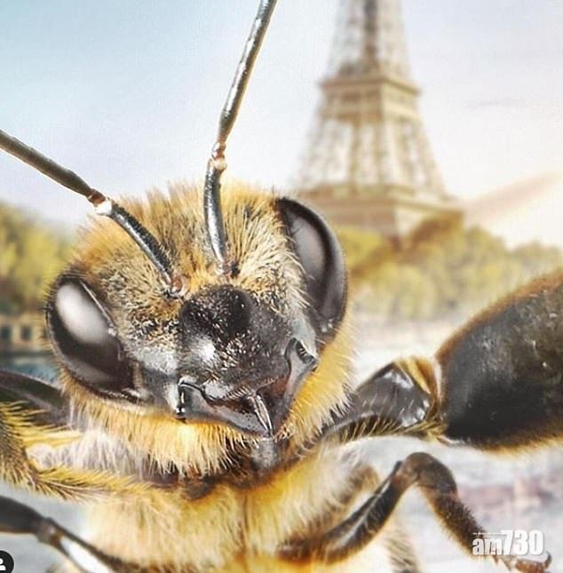 【非一般Bee】IG界首位蜜蜂KOL 吃喝玩樂肩負重任