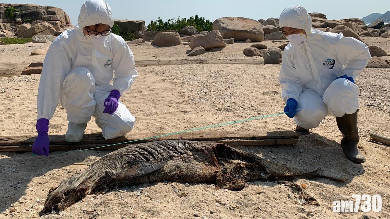 【本年第46宗】石排灣江豚擱淺死亡