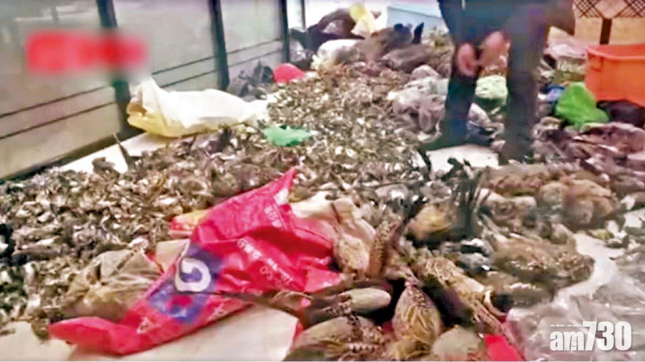 暗地裡賣野味 黑店藏7000野鳥屍