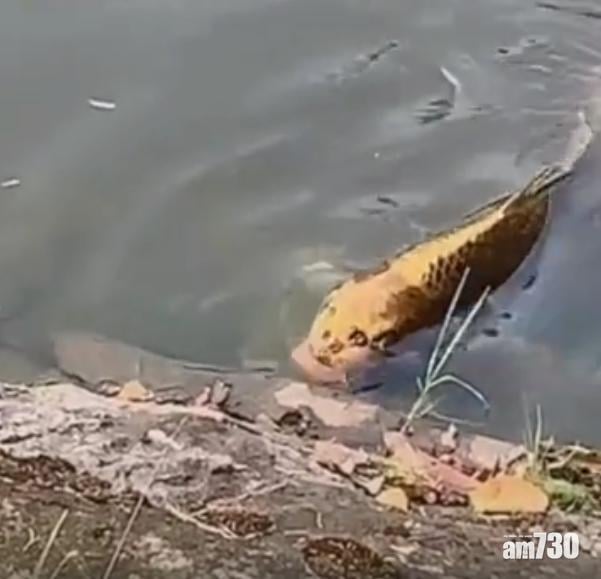 雲南驚現「人面」錦鯉 網民：家養一條嚇死賊
