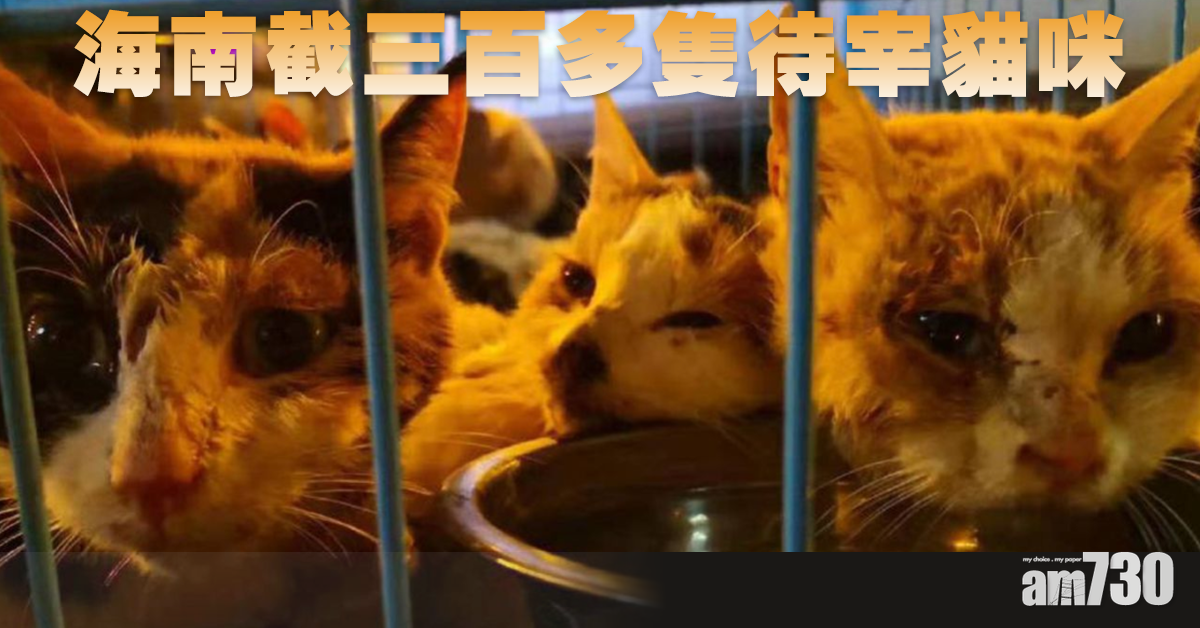 海南截三百多隻待宰貓咪 大部分已獲領養