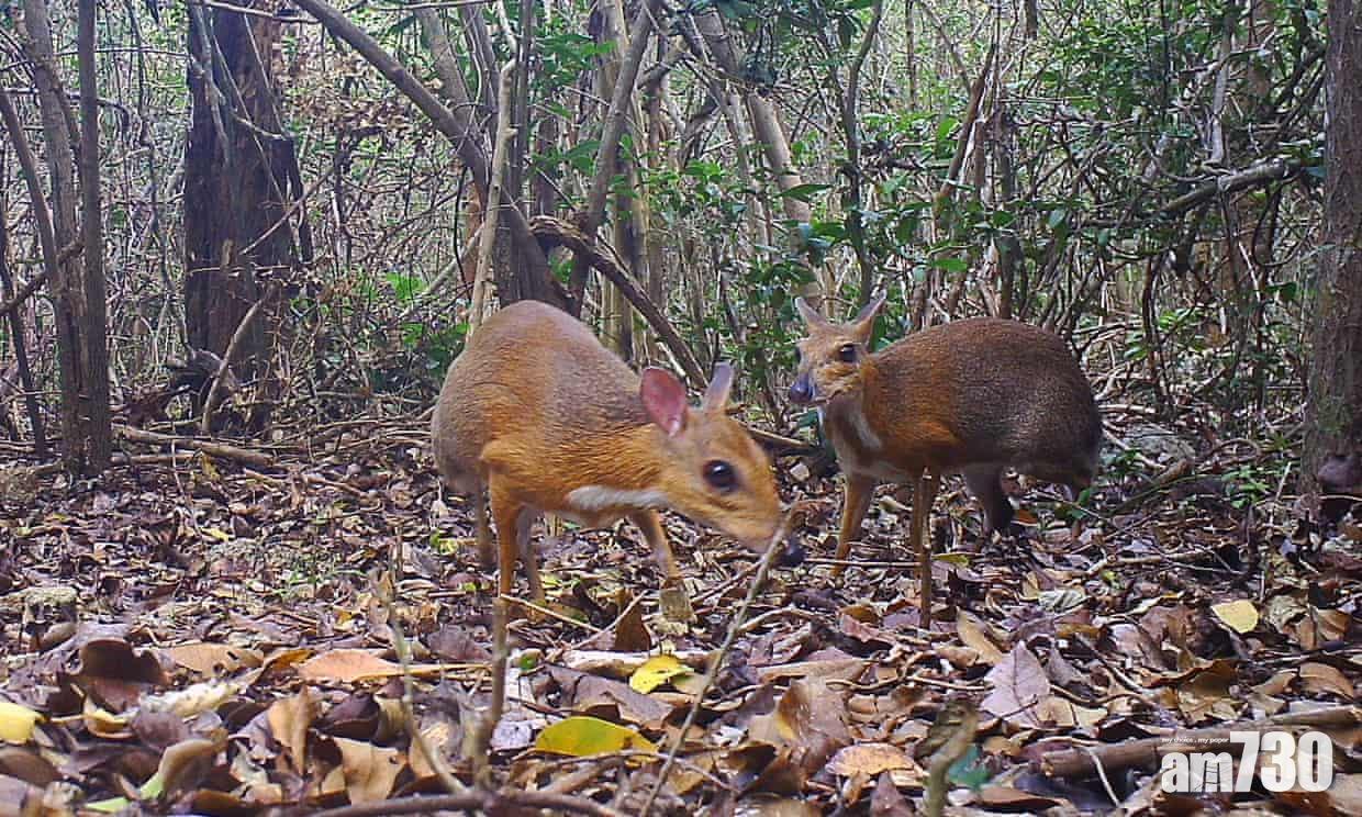 失蹤30年「銀背麝香鹿」驚現越南森林 (有片)