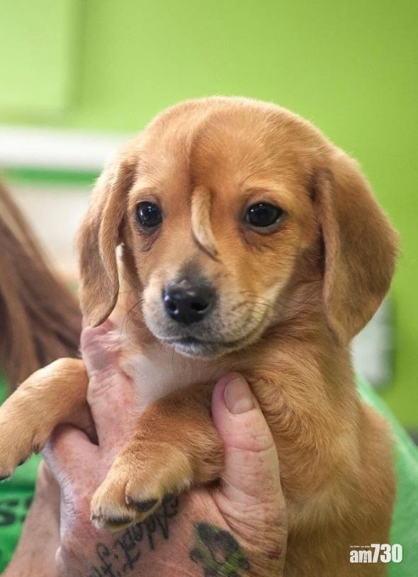 「獨角狗」額頭長尾巴　迷倒萬千網民 (有片)