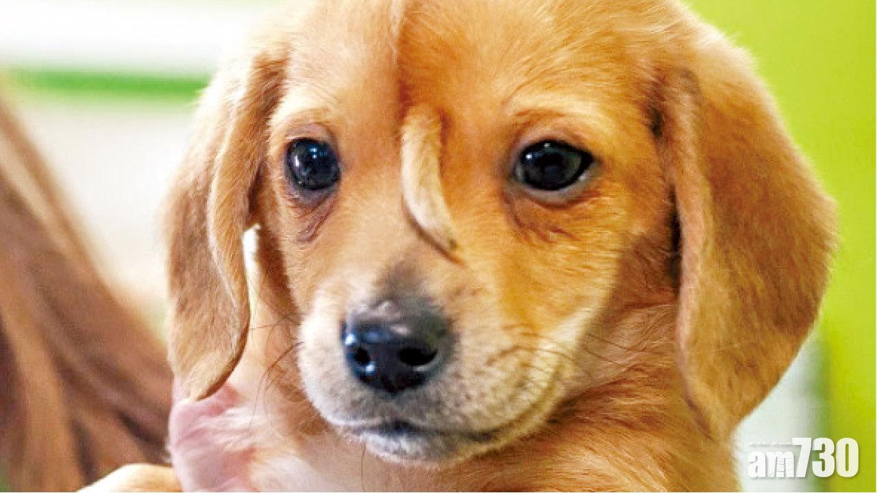 迷倒萬千網民 獨角狗額頭長尾巴
