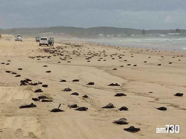 【怪異】悉尼邦迪等著名海灘現數百鳥屍  科學家：有唔妥