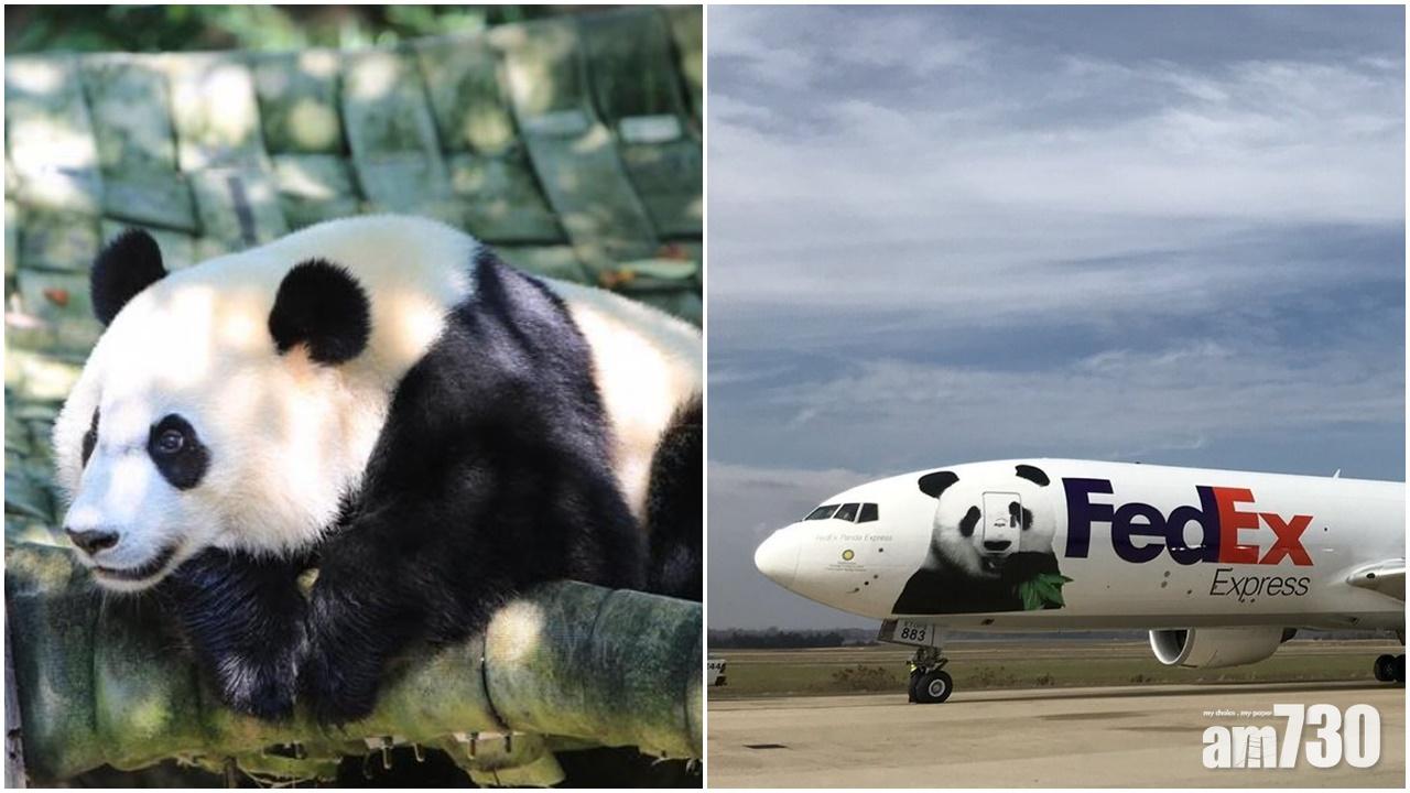 美國出生大熊貓「貝貝」返抵四川