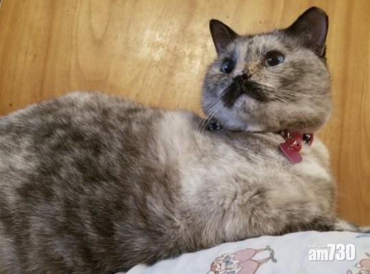 貓貓嘴上長「鬍子」似足差利卓別靈