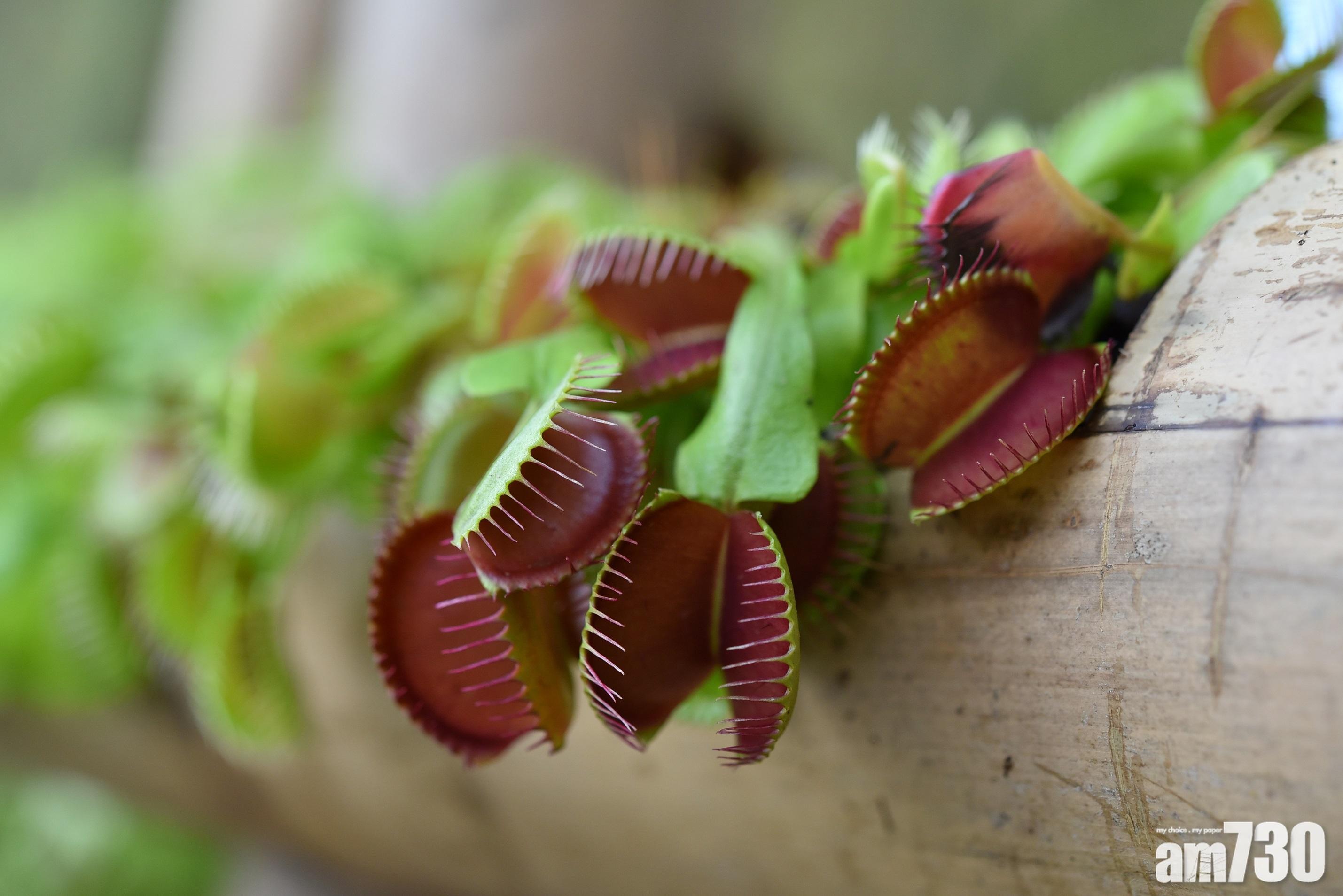 【周日好去處】香港公園專題展覽　近距離觀賞食蟲植物